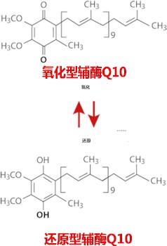 氧化性輔酶Q10和還原性輔酶Q10