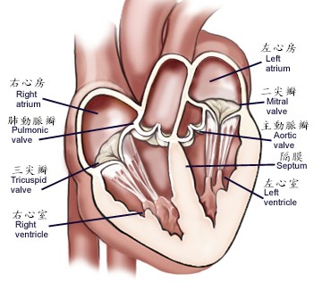 心臟瓣膜的結構和功能