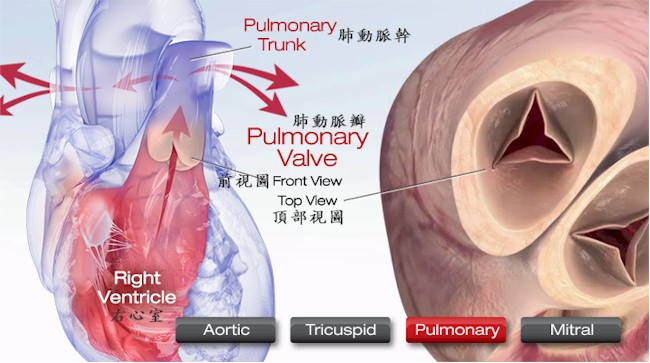 肺動脈瓣圖示